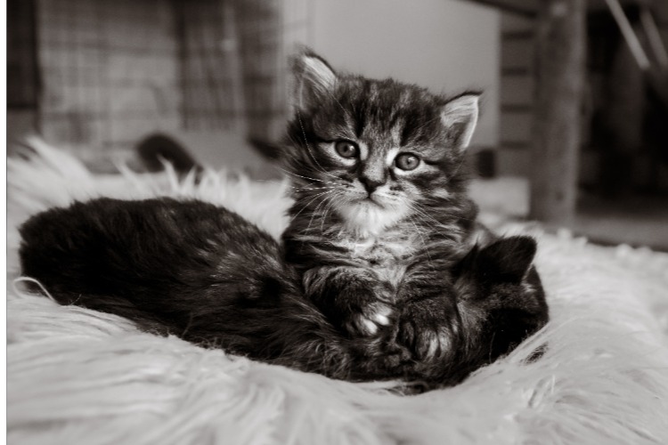 Photograhy of a kitten cute